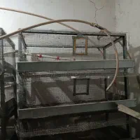 قفس پرورش بلدرچین