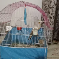 قفس پرنده