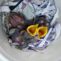 جوجه مینا