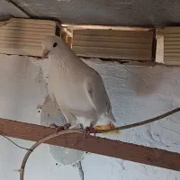کبوتر یا کفتر