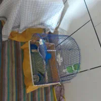 قفس پرنده چنتا هس یکجا یا تکی