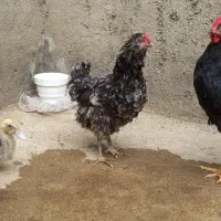 مرغ گلین