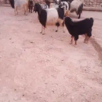 بز جوان|حیوانات مزرعه|گوآور, |دیوار