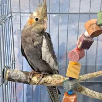 جوجه عروس هلندی