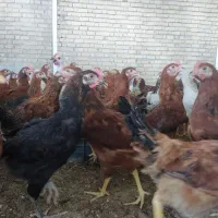 جوجه خروس و مرغ ۴ ماهه