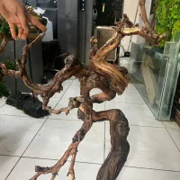 چوب تزیینی  دکور و اکواریوم.