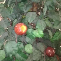 درختچه سیب مصنوعی