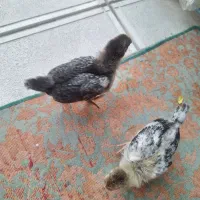 جوجه یک ماهه
