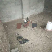 چهار عدد خروس