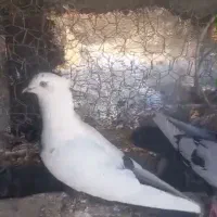 بهبونی|پرنده|شیراز, شهرک مهدی‌آباد|دیوار