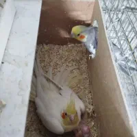 عروس هلندی مولد