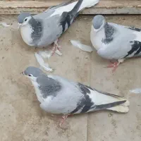 فرش سالم کفتر چهارتاشون 800
