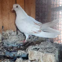 کفتر پرشی