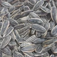 تخمه تازه و خوشمزه