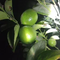 رهن کامل باغ گورک