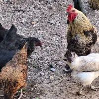 خروس زیبا
