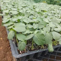 نشاء|خدمات باغبانی و درختکاری|بیجار, |دیوار