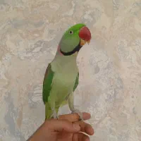 شاه طوطی ‌‌چلوندنی عاشق خانواده
