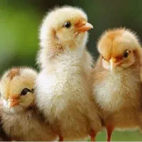 جوجه بومی عمده و تک به فروش میرسه