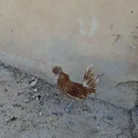 خروس لهستانی