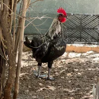 خروس جوان
