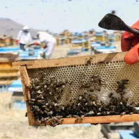 فروش زنبور کارنیکا وکردوان