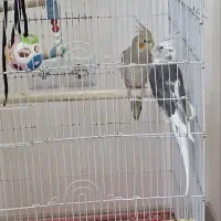 دو عدد عروس زیبا