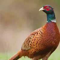 تخم نطفه دار