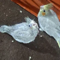 طوطی عروس