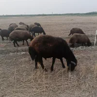 قوچ قزل افشار