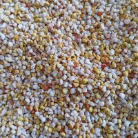 گرده گل|گل و گیاه طبیعی|باسمنج, |دیوار
