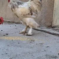 خروس برهما