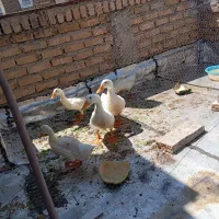 فروش اردک