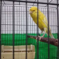 قناری ماده قواره دار کشیده