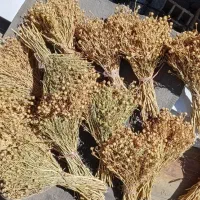 اسپند