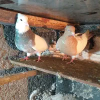 کبوتر|پرنده|مریوان, |دیوار