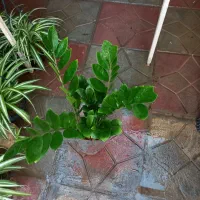 گل طبیعی و آپارتمانی  خانگی