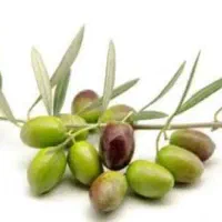 روغن زیتون فرابکر