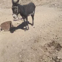 الاغ گله ای