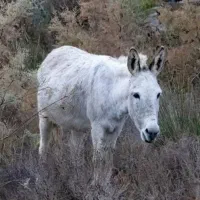 یک جفت الاغ نر و ماده معاوضه با موتور سیکلت