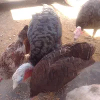 فروش دو عدد بوقلمون نر و درشت کسی خواست در خدمتم