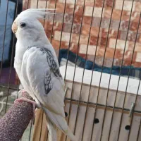 عروس هلندی نر مرواریدی