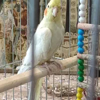 قناری و عروس هلندی