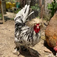 خروس لهستانی کاکلی پاپر زیبا