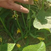 خیار شوری و لوبیا سبز