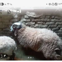 فروش