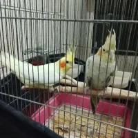 عروس هلندی