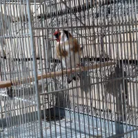 دو عدد سهره نر بخون