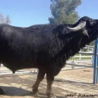 سحاله گاومیش