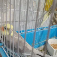 یک جفت عروس هلندی